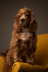 Studio portrait of a cocker spaniel dog   in a yellow chair. He is cute.