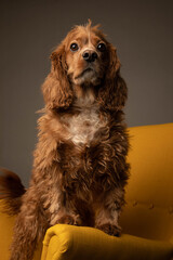 Studio portrait of a cocker spaniel dog   in a yellow chair. He is cute.