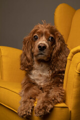 Studio portrait of a cocker spaniel dog   in a yellow chair. He is cute. The background is grey. 