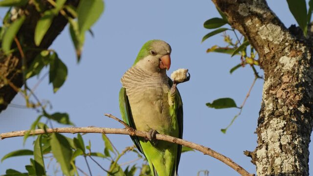 A monk parakeet spotted holding a piece of bread in its clawed paw and eating with pleasures, myiopsitta monachus native to South America, perched on the tree branch on a sunny day.