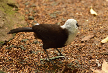 Garrulax bicolor, The Sumatran laughingthrush, also known as the black and white laughingthrush, is a member of the family Leiothrichidae and It is endemic to highland forest on the Indonesian island 