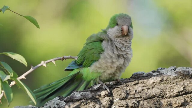 Native South America monk parakeet, myiopsitta monachus spotted perching on wooden log, shivering and fluttering its feathers to regulate its body temperature in its natural habitat.