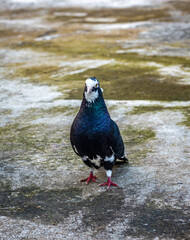A black female pigeon standing alone on the rooftop