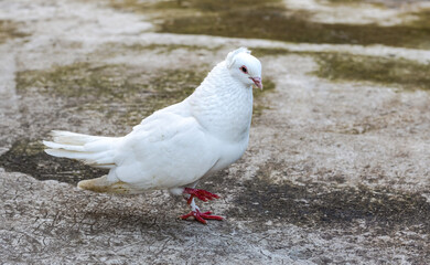 A white domestic pigeon walking on the concrete floor in the evening
