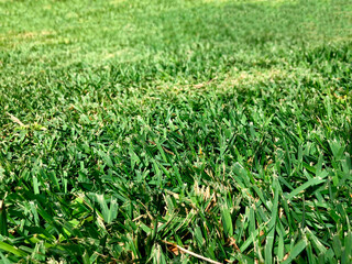 Grass texture - green grass background