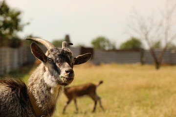 Cute funny goat on farm in sunny day