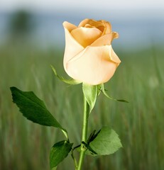 Fresh bright rose flower in the garden.