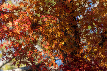 autumn maple leaves on a branch