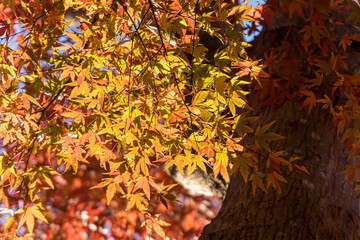 autumn maple leaves on a branch