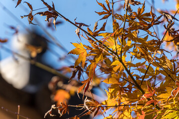 autumn maple leaves on a branch