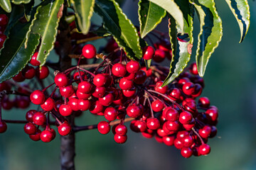 Red-colored Manryo berries