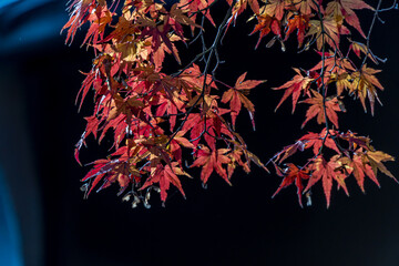 autumn maple leaves on a branch