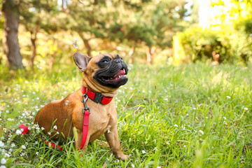 Cute French bulldog walking in park