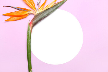 Blank card and beautiful strelitzia flower on lilac background, closeup