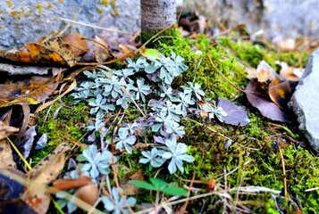 Moss on the ground