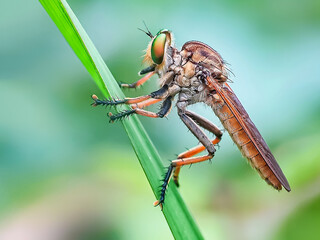 Robberfly