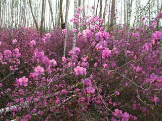 Багульник в цвету