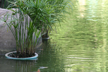  the water plant at the hong kong park 18 sept 2004