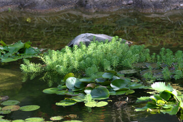  the water plant at the hong kong park 18 sept 2004
