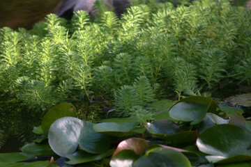  the water plant at the hong kong park 18 sept 2004