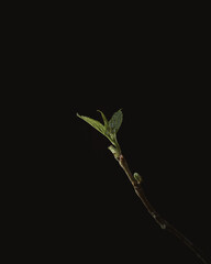 Blackberry branch with new shoots isolated on black background. Blackberry leaves closeup. Black background.