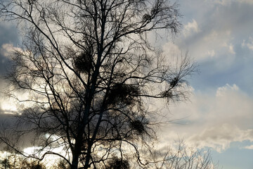 冬の空を背景に木とヤドリギのシルエット