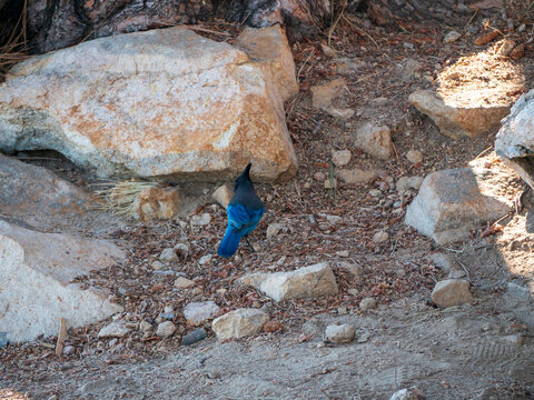 Steller's Jay In San Jacinto Peak