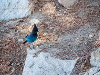 Steller's Jay in San Jacinto Peak