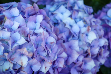 Fototapeta premium blue hydrangea flowers in selective focus