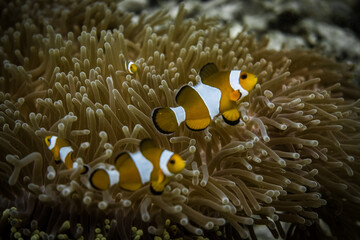 clown fish demo in the ocean anemone