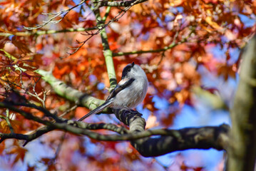 身近な公園の紅葉とかわいい小鳥エナガ