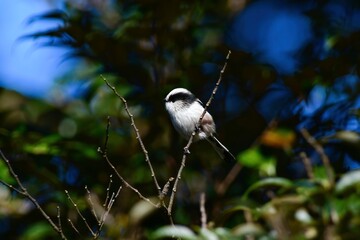 身近な公園で見られる人気者　かわいい小鳥のエナガ