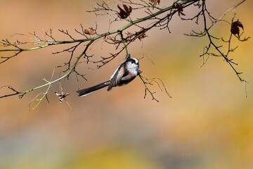 身近な公園の人気者、可愛い小鳥、エナガ