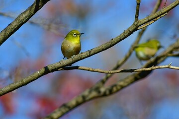 身近な公園で見られるメジロと秋の紅葉