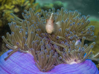clown pink fish in anemone at great barrier reef