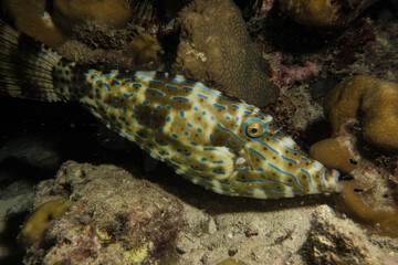 fish in natural aquarium reef coral in great barrier reef sand fish