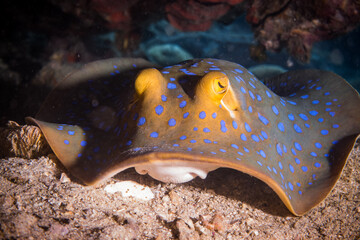 Blue spotted stingray looking  forward under a cave during scuba diving