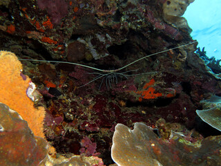 Painted Spiny Lobster on a shallow reef Boracay Island Philippines