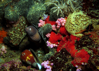 A White eyed moray on colorful corals Boracay Island Philippines