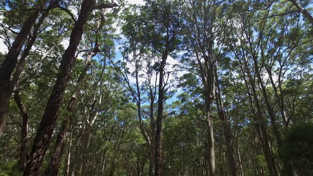 Located at Margaret river region, Boranup Kerri forest is a must visit when passing by these region. The Karri trees can tower over 60m in height.