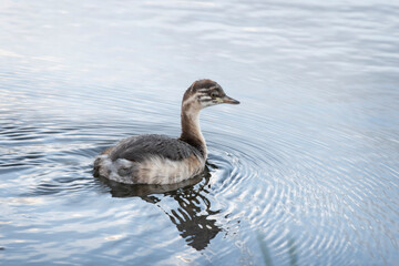 Baby Australasian Grebe. Juvenile bird. Brisbane, Australia