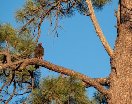 Turkey Vulture Sitting On A Branch Surveying The Territory