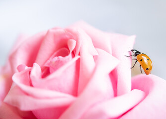 Ladybug on flower - Powered by Adobe