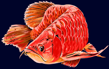 Arowana super red,exotic fish,beautiful fish,isolated blue background,