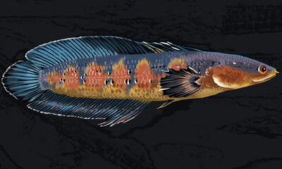 Channa marulioides,red sentarum,emperor snakehead,predator,channidae,exotic fish