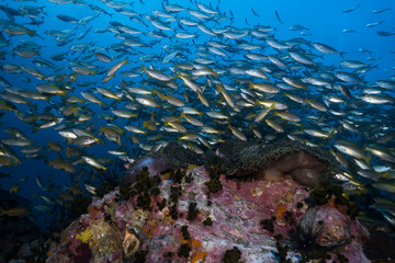 Fototapeta na wymiar Underwater blue ocean full of fish over a reef coral garden 
