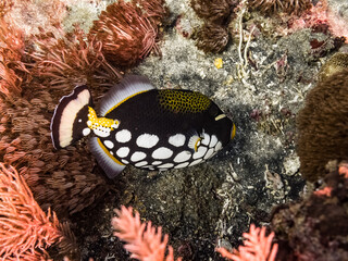 clown fish underwater in the natural coral garden reef in paradise