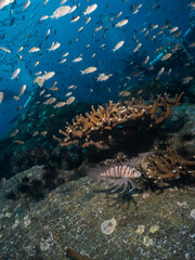 Fototapeta na wymiar Underwater blue ocean over a garden hard coral reef with a lyon fish