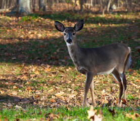 Fototapeta premium Whitetail deer doe up close