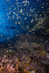 Fototapeta na wymiar Underwater blue ocean full of fish with a scuba diver behind